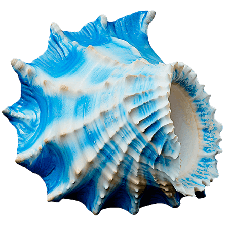 Морская раковина